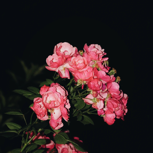 999无色码中文字幕
